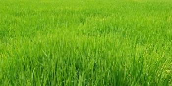 चितवनका तीन वटा स्थानीय तहमा रोपिएका धानमा डढुवा रोगको समस्या