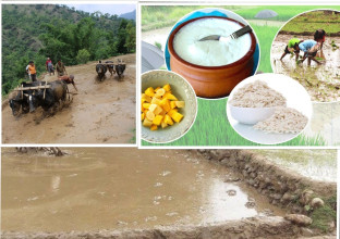 आज १ अर्बको दही खपत हुने अनुमान, असार १५ मै किन खाइन्छ दहीचिउरा?