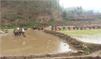 नवलपुरका कृषक चैतेधान खेतीतर्फ आकर्षित