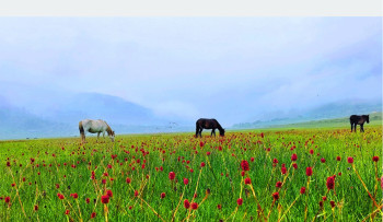 वनफूलले सजिएकाे मनै लाेभ्याउने ढोरपाटन (तस्बिरसहित)