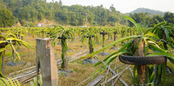 ड्रागन खेतीबाट लखपति बन्दै वडा सदस्य लिम्बू