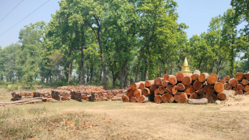 नीति अभावले करोडौँको काठ वनमै कुहिँदै