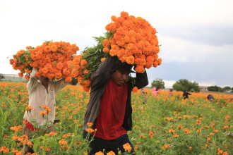 फूल आयातमा कमी, उत्पादनमा वृद्धि