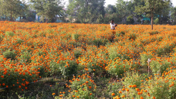 तिहार नजिकिएसँगै सयपत्री फूल टिप्ने चटारो