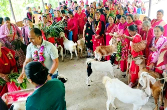 महिलालाई उद्यमसँग जोड्न बाख्रा उपहार, ३६० बाख्रा वितरण गर्ने लक्ष्य 