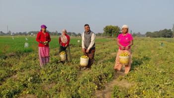 तीन पुस्तादेखि टमाटर खेतीः करोडपति बन्दै छ मुराउ परिवार