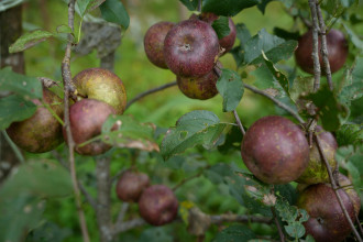 स्याउ विकास बोर्ड गठनको प्रक्रिया अगाडि बढ्यो