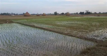 हिमाल, पहाडमा ठूलो पानी पर्दा बाढीपहिरो,  झापामा असारे खडेरीले रोपाइँ नहुँदा किसान चिन्तित