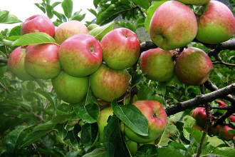 जुम्लाका किसानलाई काँचो स्याउ टिप्न प्रतिबन्ध
