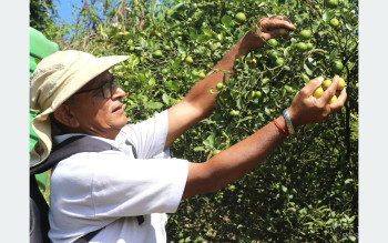 कागतीखेतीबाट तीन महिनामा ९ लाख आम्दानी