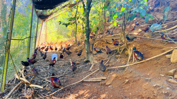 जंगलमै तारबार लगाएर व्यावसायिक कालिजपालन, २४ हजारको लगानी ५० लाख पुग्यो