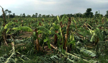 रौतहटमा हावाहुरीले ३ करोडको केरा खेती नष्ट, बिमा नहुँदा किसानको उठिबास
