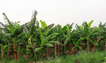 चितवनका किसानले लगाएका केरामा ‘टिआर फोर’ संक्रमण