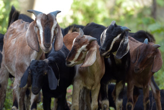 झापाको सहकारीले बेच्याे ७० लाखको खसीबोका