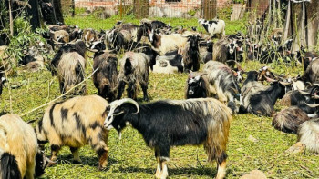 खाद्य व्यवस्थाको दसैंः साढे ४ करोडका खसीबोका र च्यांग्रा खरिद तयारी, अनलाइनबाटै बिक्री
