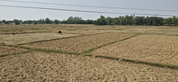 बाँकेमा खेतका फाँट धुलाम्य, पानी नपर्दा बिउ राखेका खेत चिरा परे