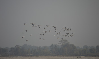 कोशी टप्पुमा देखिन थाले पाहुना चरा