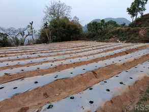 झाडी फाडेर व्यावसायिक अकबरे खुर्सानीखेती : १० लाख आम्दानी गर्ने लक्ष्य