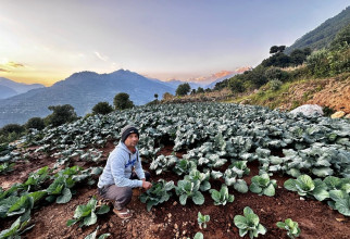 ३२ वर्षपछि जन्मथलो फर्किएर व्यावसायिक तरकारी खेती, कमलप्रसादले बाँझो बारीलाई बनाए हरियाली