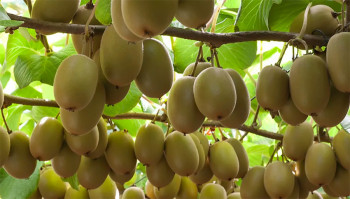 बारीभरि लटरम्मै किबी पाक्दा किसान रमाए, बजारकाे छैन चिन्ता