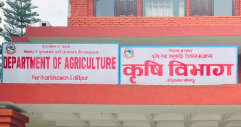उन्नत बीउ उत्पादनमा अनुदान : वैशाख १० भित्र विवरण पठाउन स्थानीय तहलाई आह्वान