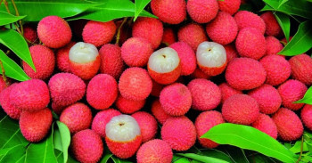 गोरखाका किसानले लिची बेचेर कमाए ११ करोड 