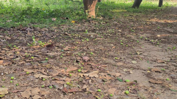 हुरीले आँपको चिचिला  झारेपछि किसान चिन्तित