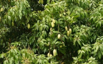 ५३ लाख बढीमा लाग्यो बागवानीको आँप ठेक्का, गत वर्षभन्दा दोब्बर मूल्य 