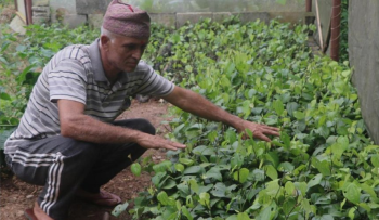मरिच खेतीबाट मालामाल: कसरी सफल भए पोखराका सूर्यमोहन बाँस्तोला?