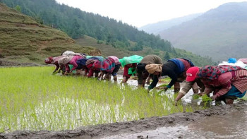 जुम्लामा मार्सी धान रोपाइँ सुरु