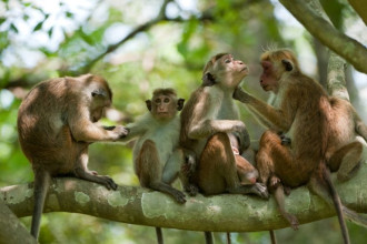 श्रीलङ्काले एक लाख बाँदर चीन निर्यात गर्ने 