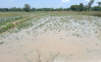 अविरल वर्षाले मुंग बालीमा क्षति