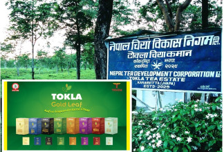 सरकारी लगानीको चिया विकास निगम ऋणमुक्त, आईपीओका लागि ‘ए प्लस’ रेटिङ