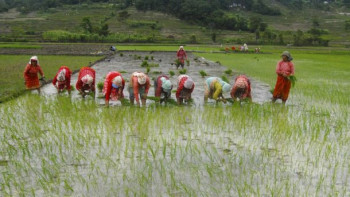 पाल्पामा ३० प्रतिशत रोपाइँ