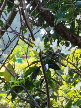 फागुन/चैतमा फुल्ने पलम असोजमै फुल्यो