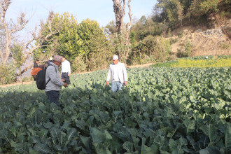 अर्गानिक कृषि उत्पादनमा भोजपुरका किसान