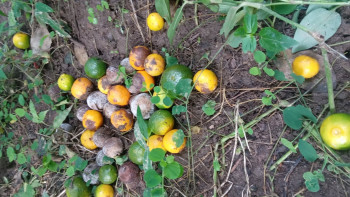 सुन्तलामा फल झर्ने रोग लागेपछि चिन्तित बने किसान