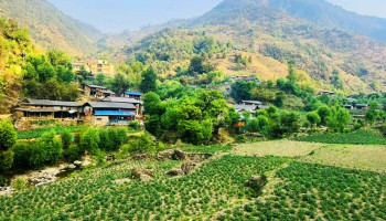 बागलुङमा करिब २ अर्बको आलु उत्पादन, प्रतिकिलो ३५ रुपैयाँमै बेच्दा उठेन किसानकाे लगानी