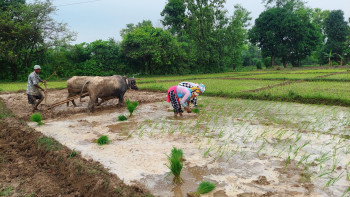 कञ्चनपुरमा हालसम्म ४८ प्रतिशत धान रोपाइँ 