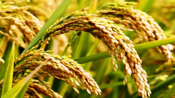 विश्व बजारमा धान बीउको धमाका! नयाँ प्रविधिले कसरी बदलिँदैछ किसानको भाग्य?