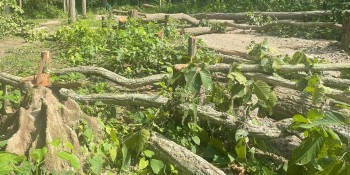 कञ्चनपुरको गौरीघाटमा अवैधरुपमा १३९ काँचा रुख काटिए