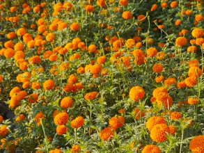 सामूहिक सयपत्री फूल खेतीबाट लखपति हुँदै म्याग्देका महिला