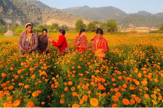 तिहारका लागि फूलको मूल्य निर्धारण, मालाको सय, किलोको ५०० रुपैयाँ