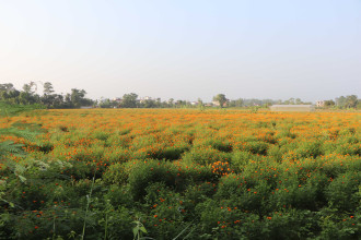 केराखेती मासेर फूलखेती