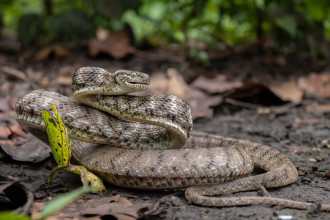 तराईमा गर्मी बढेसँगै सर्पदंशका बिरामी बढे