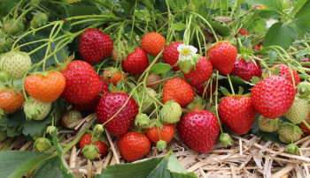 ‘स्ट्रबेरी’ खेतीबाट वार्षिक तीस लाख आम्दानी