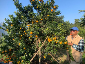 कृषि कर्मबाटै चिनिएका गुप्तप्रसादको फैलदो फलफूल खेती