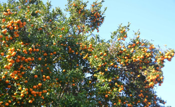 गुल्मीमा २० करोड ६७ लाखभन्दा बढीको सुन्तला उत्पादन