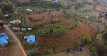 लुंगिनका किसान व्यावसायिक सुन्तला खेतीमा आकर्षित