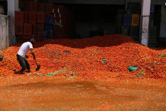 स्वदेशी गोलभेँडा सडकमा ‘डम्प’, भारतीय प्रतिकिलो ६० मा बिक्री